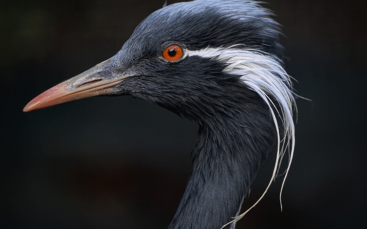 Голова журавля красавка крупным планом