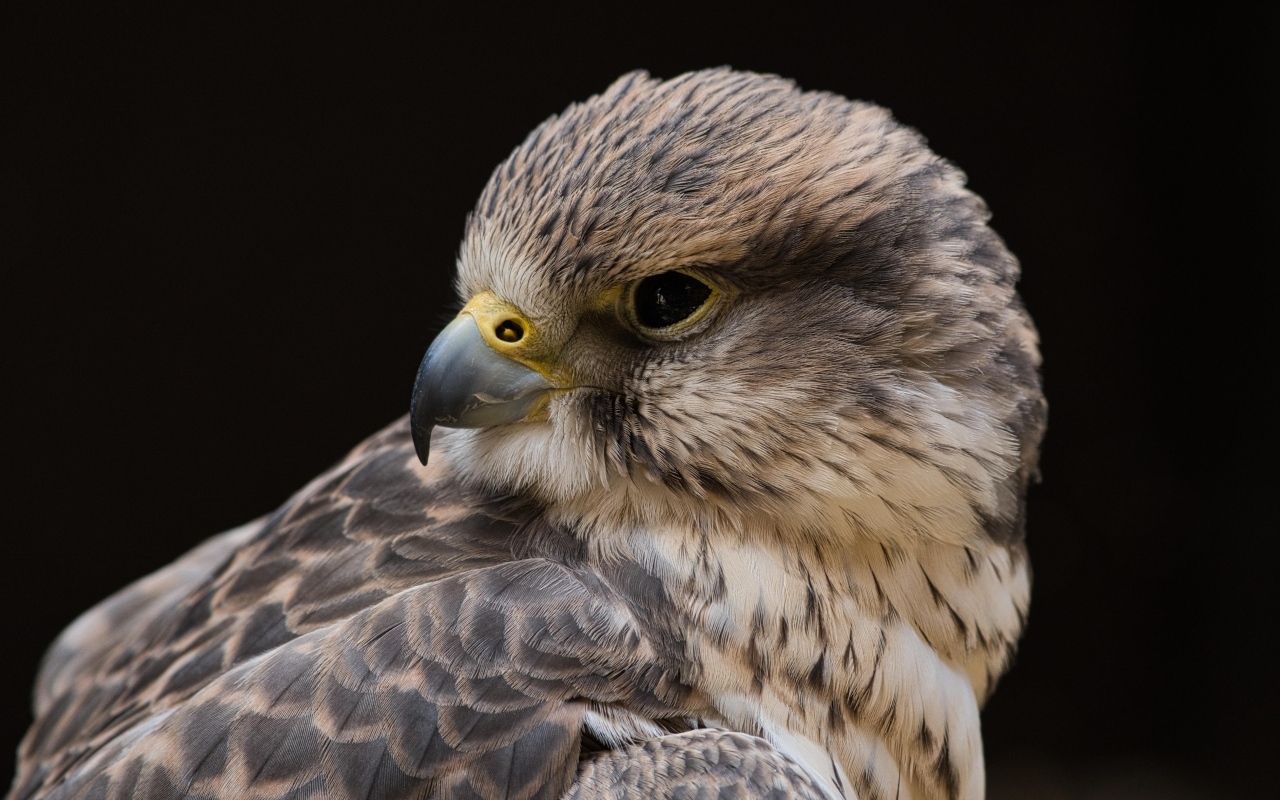 Сокол на черном фоне крупным планом