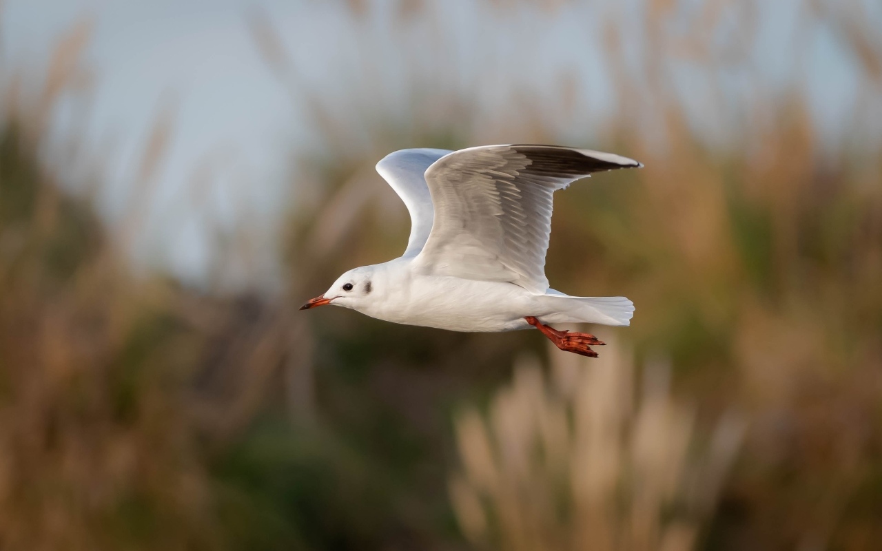 Полет белой чайки в воздухе