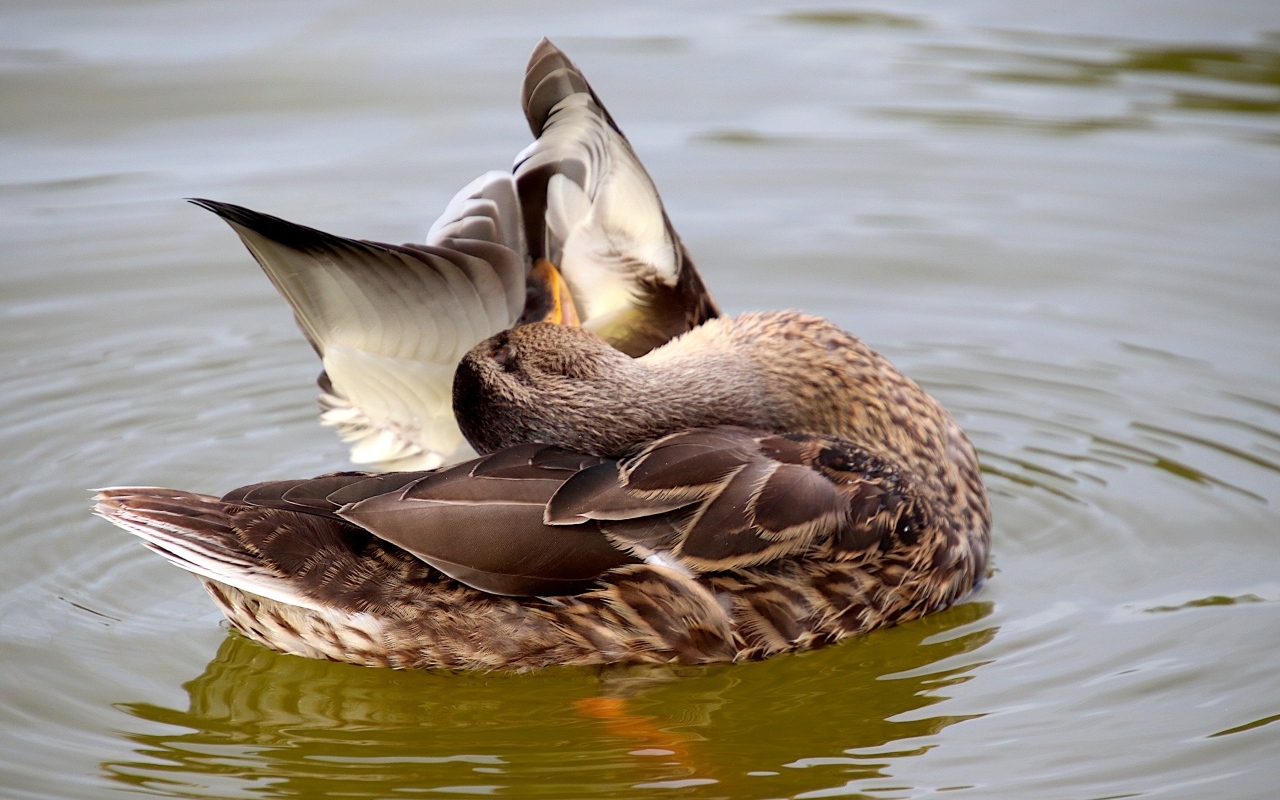 Гусь чистит перья в воде