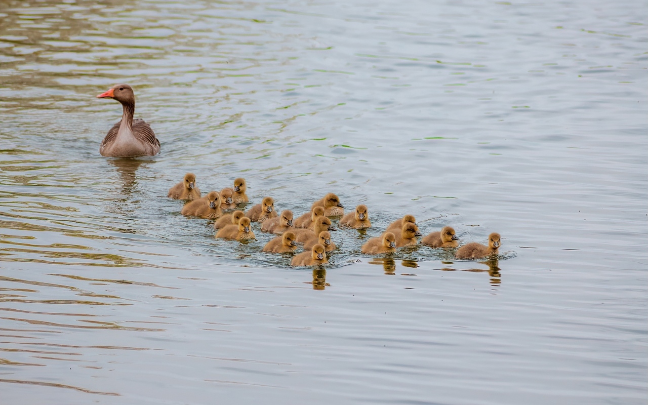 Серый гусь с птенцами плывет по воде