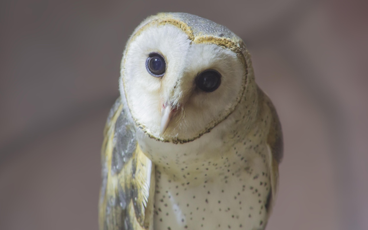 Большая белая сипуха с любопытными глазами