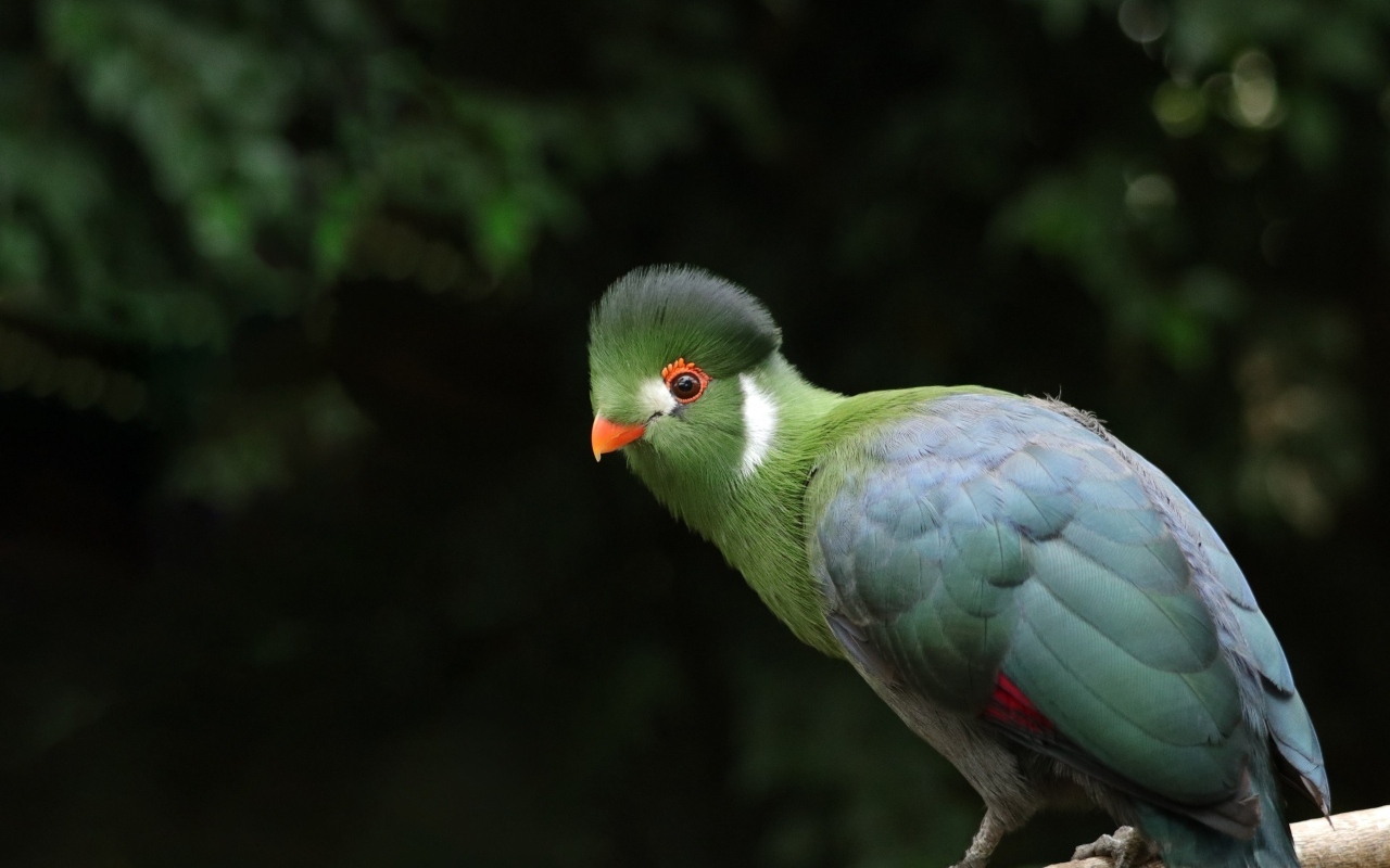 Зеленый белощекий турако птица