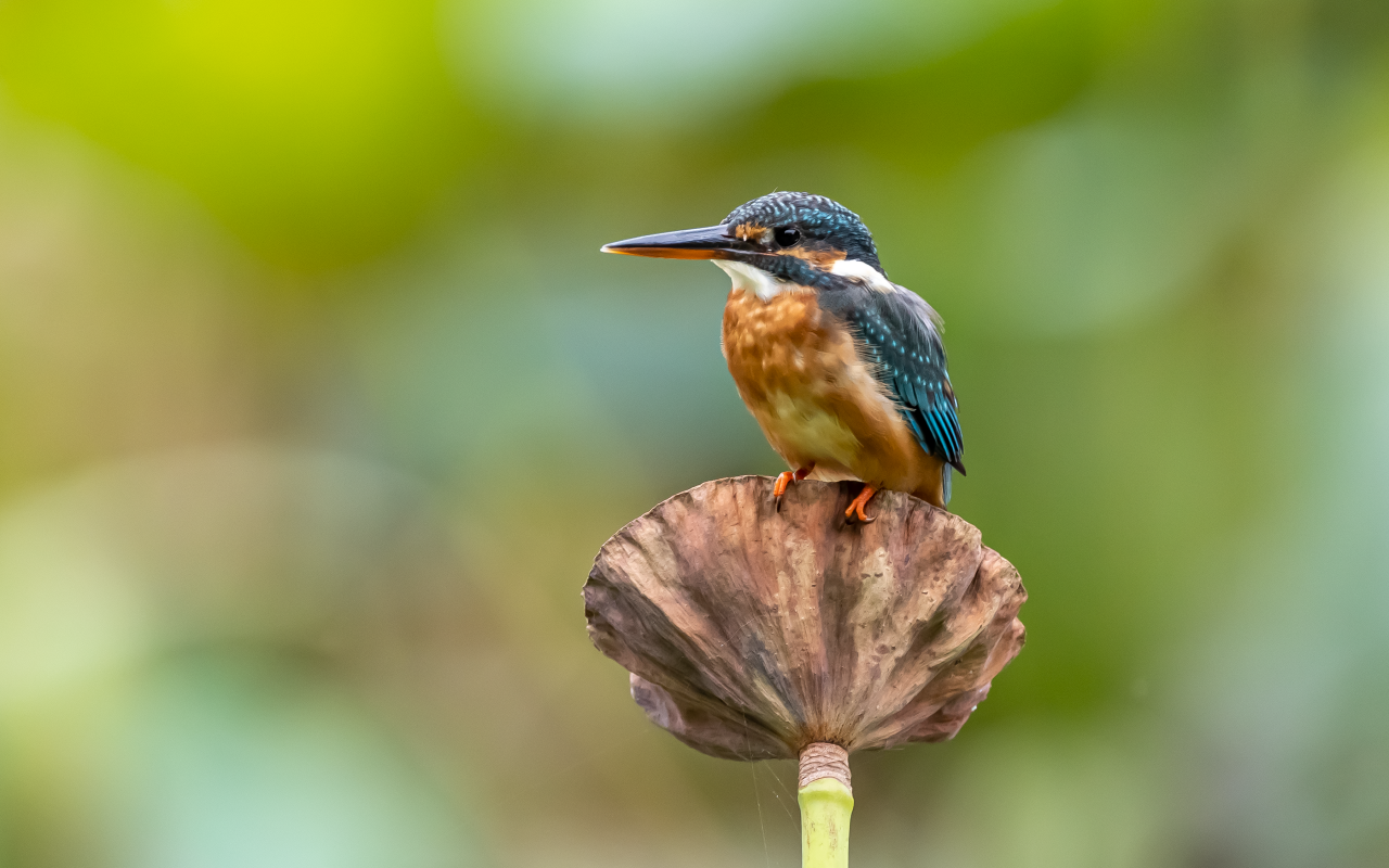 Птица зимородок сидит на растении