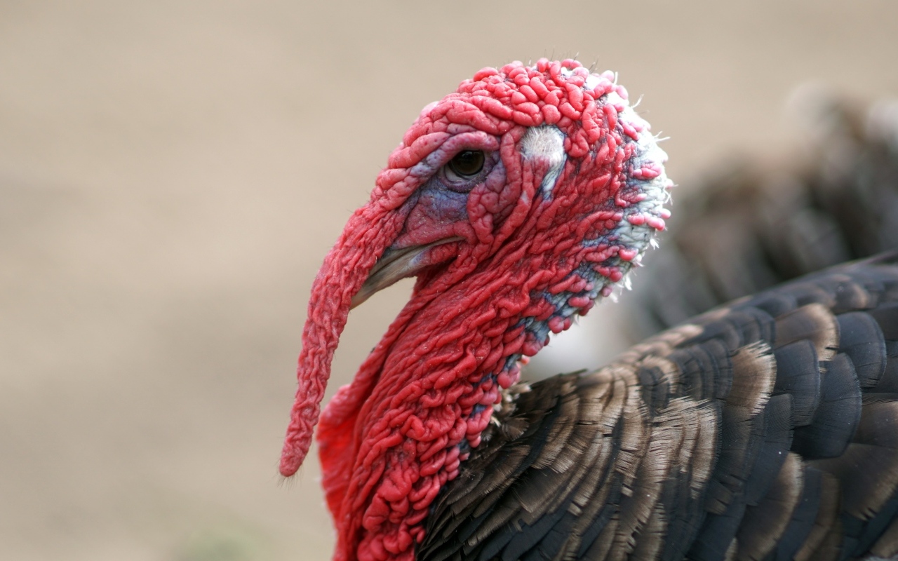 Большой домашний индюк с красной головой