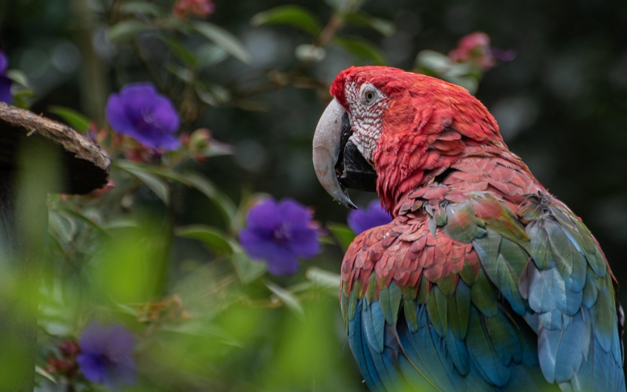 Большой разноцветный попугай ара на ветке 