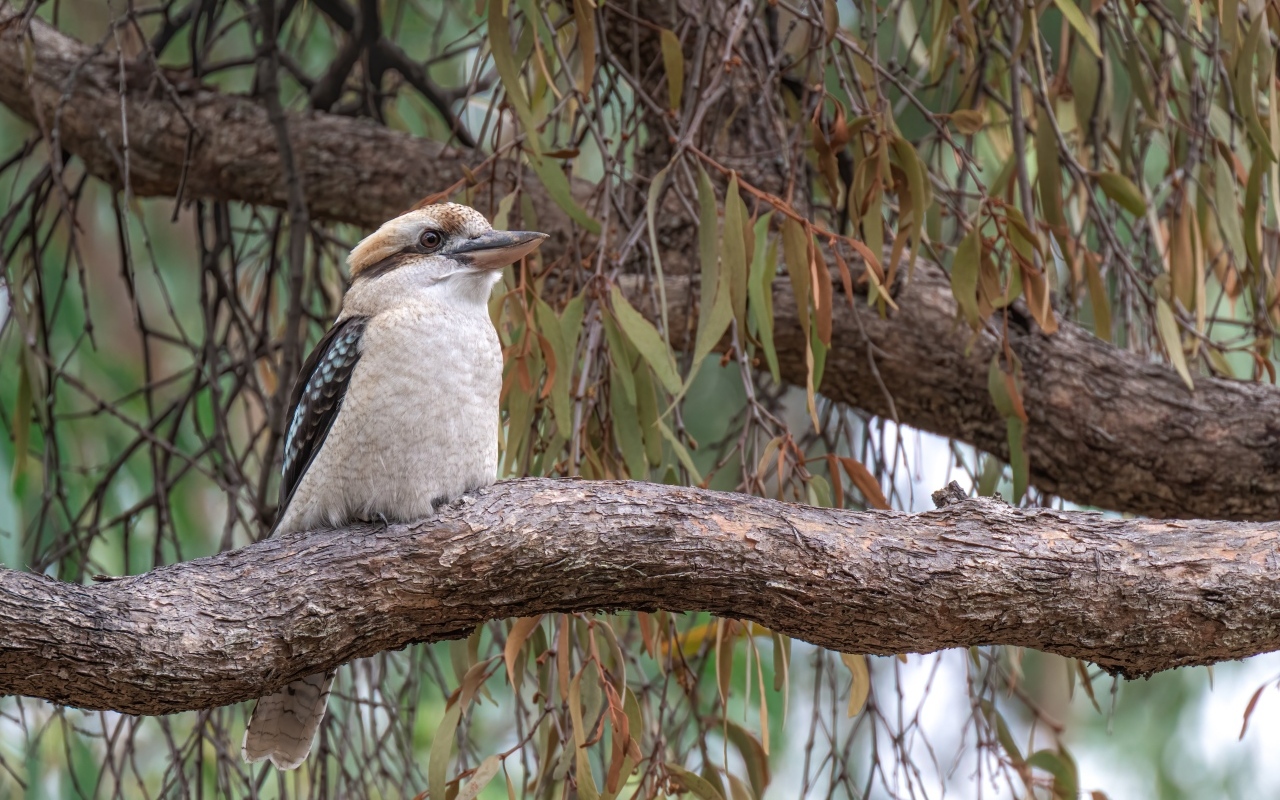 Птица смеющийся кукабарра сидит на ветке