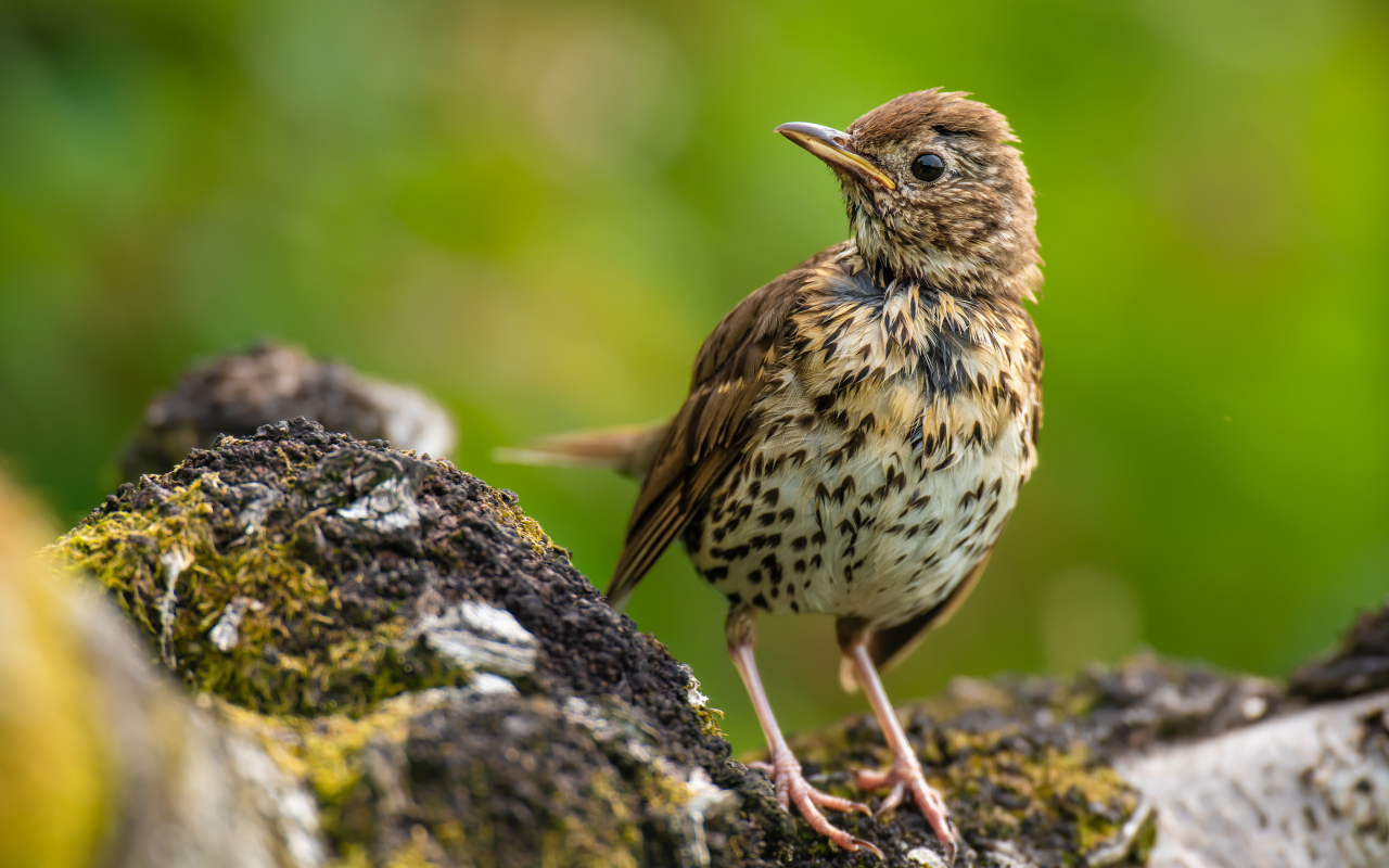 Маленький Певчий дрозд сидит на камне