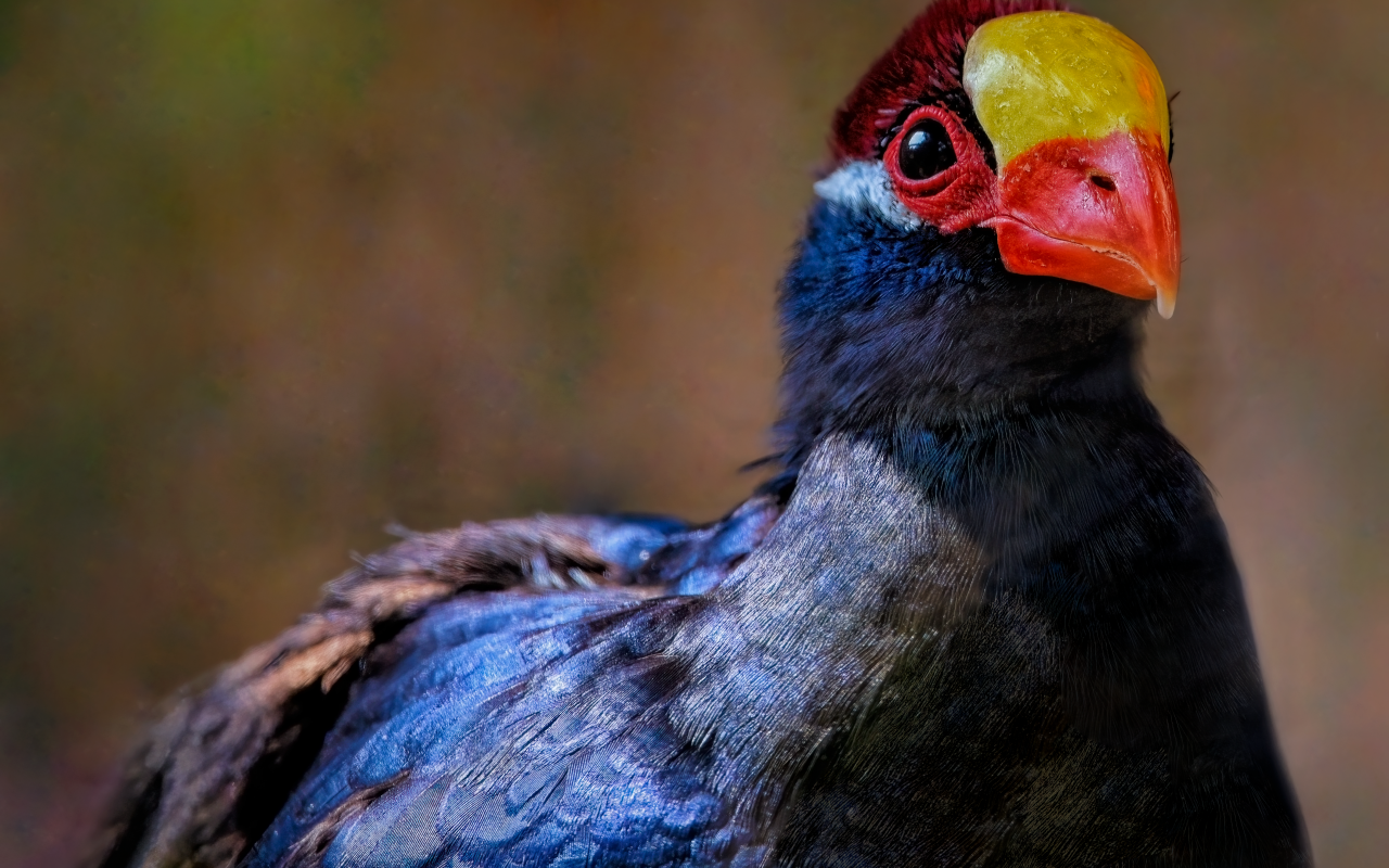 Маленькая птица фиолетовый турако