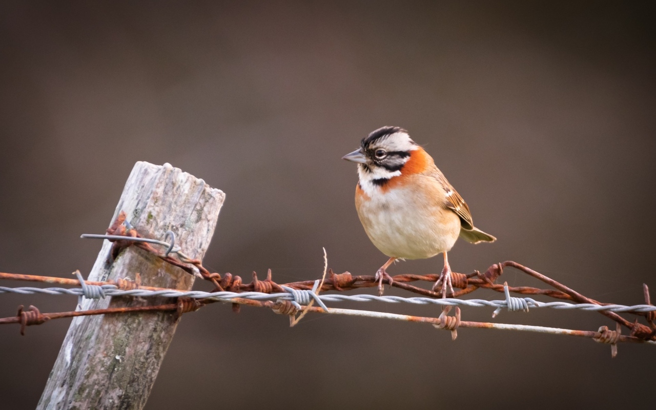 Маленькая птичка сидит на колючей проволоке