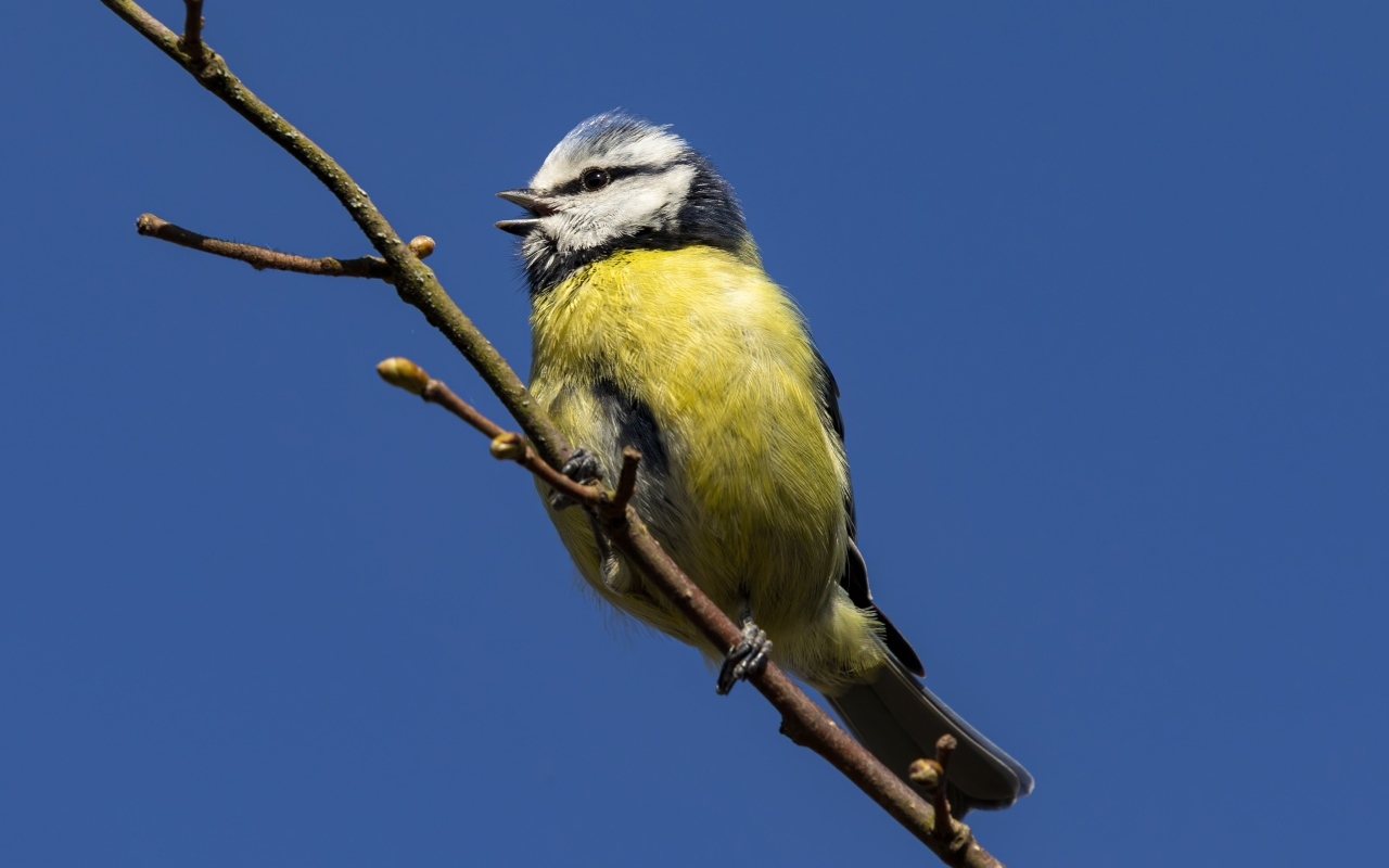 Маленькая птичка лазоревка на ветке дерева