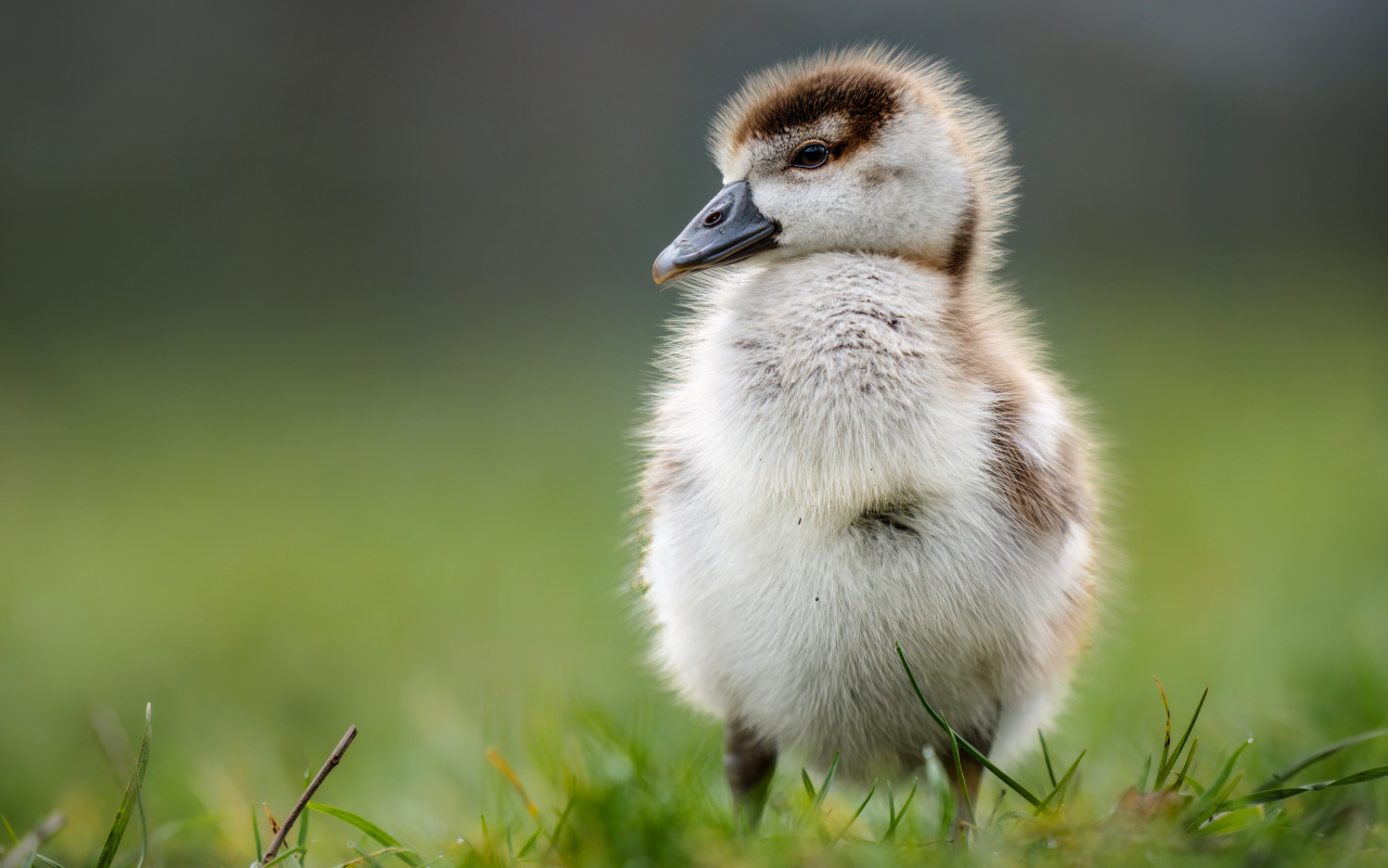 Маленький утенок стоит на зеленой траве