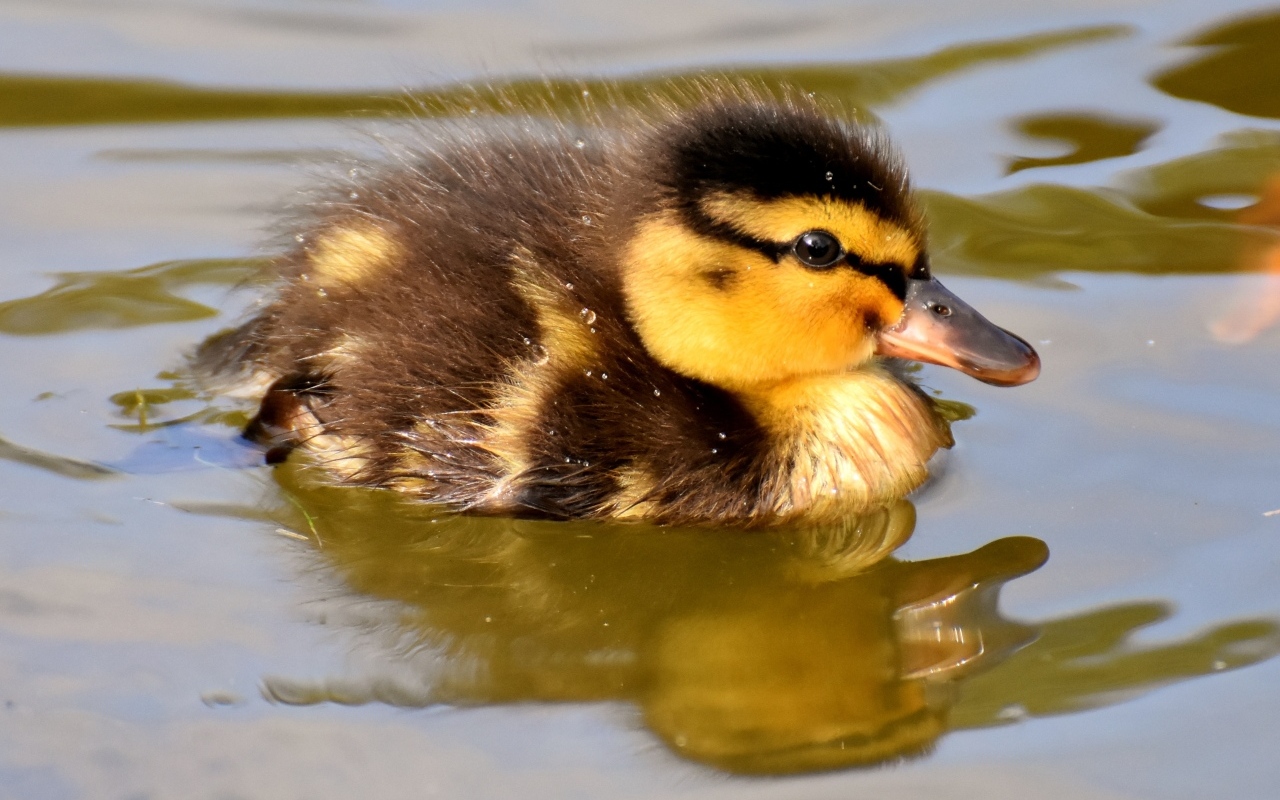 Маленький утенок плавает в воде