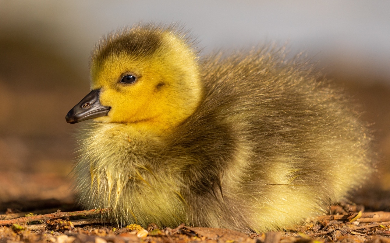 Маленький гусенок лежит на земле