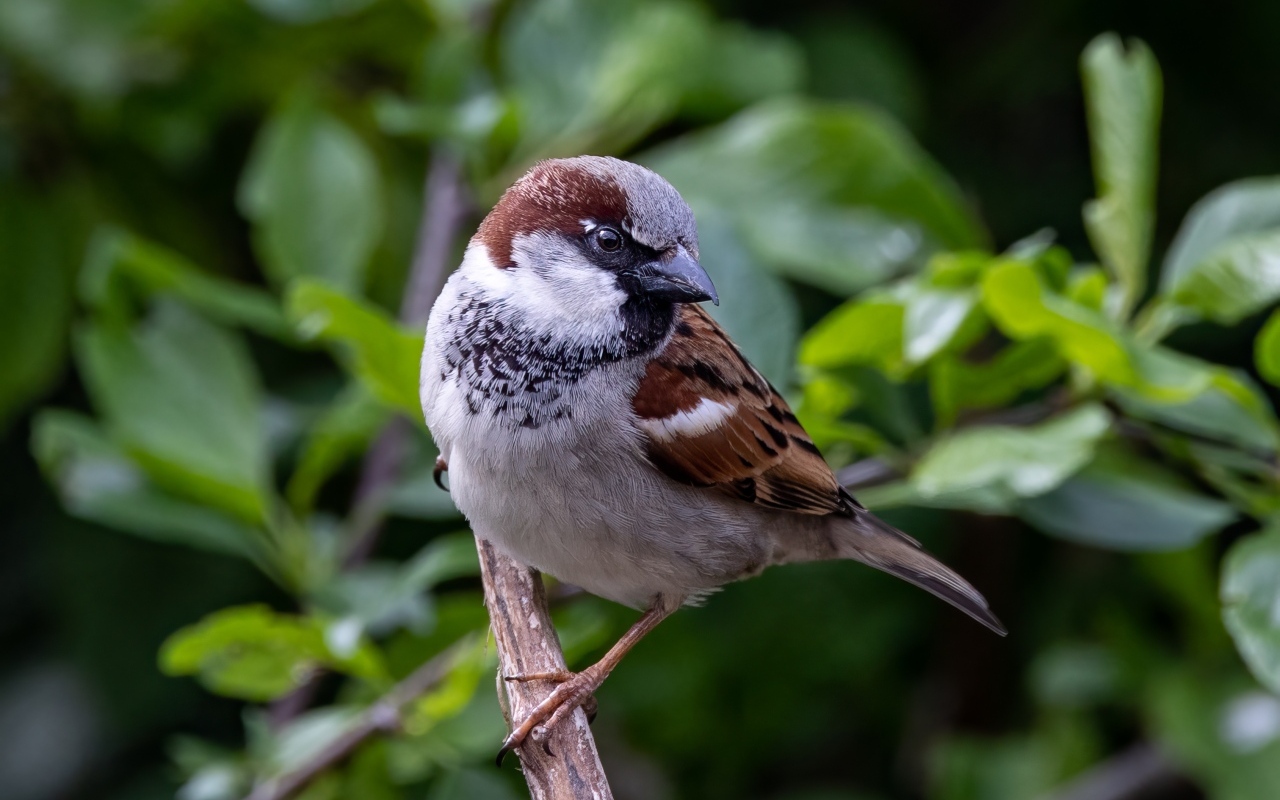 Маленький серый воробей сидит на ветке