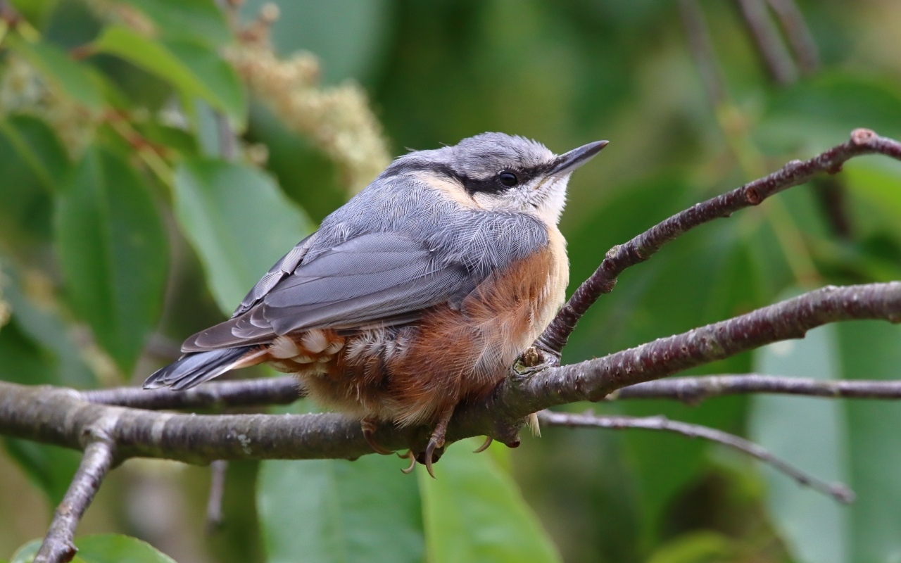 Маленькая птичка поползень сидит на ветке