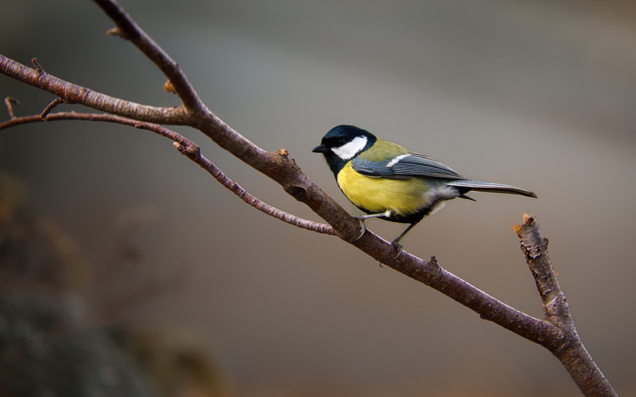 Маленькая синица сидит на ветке дерева 