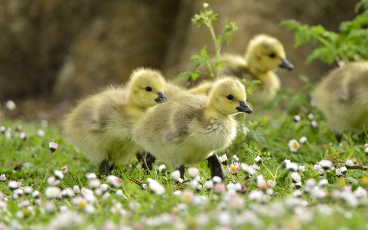 Маленькие желтые утята на траве с цветами