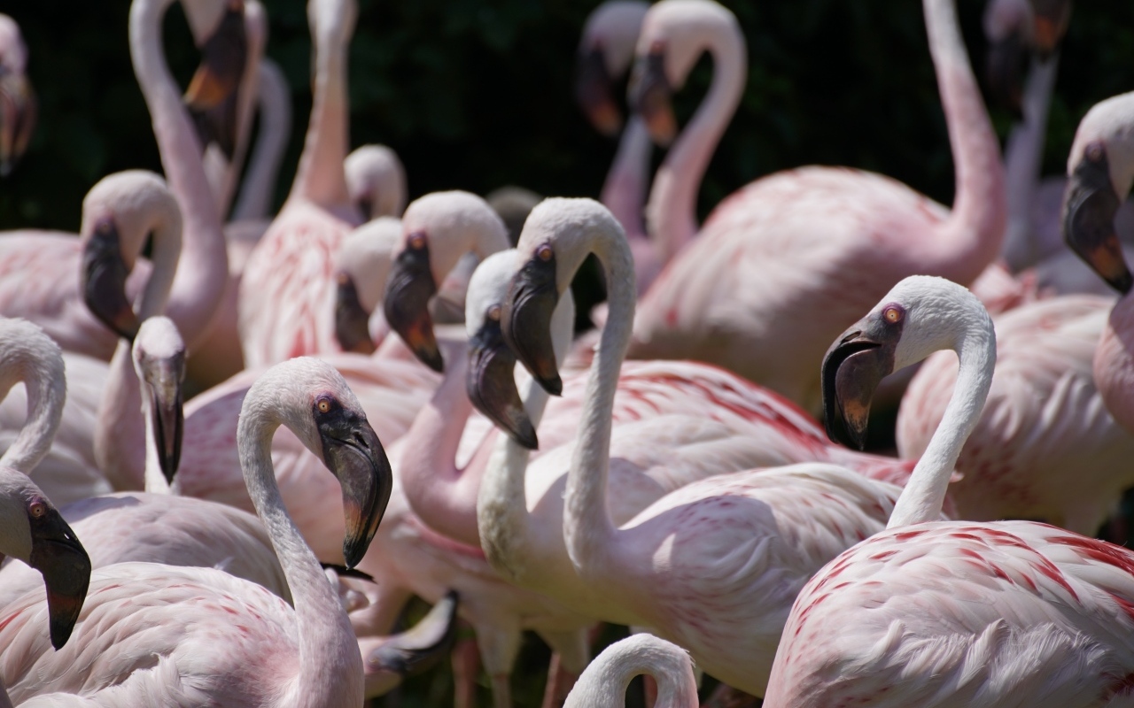 Много птиц розовый фламинго крупным планом