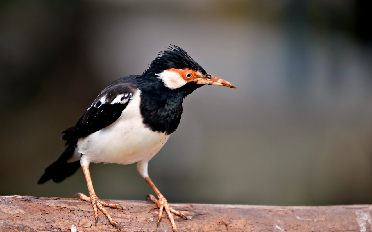 Птица Майна сидит на ветке 