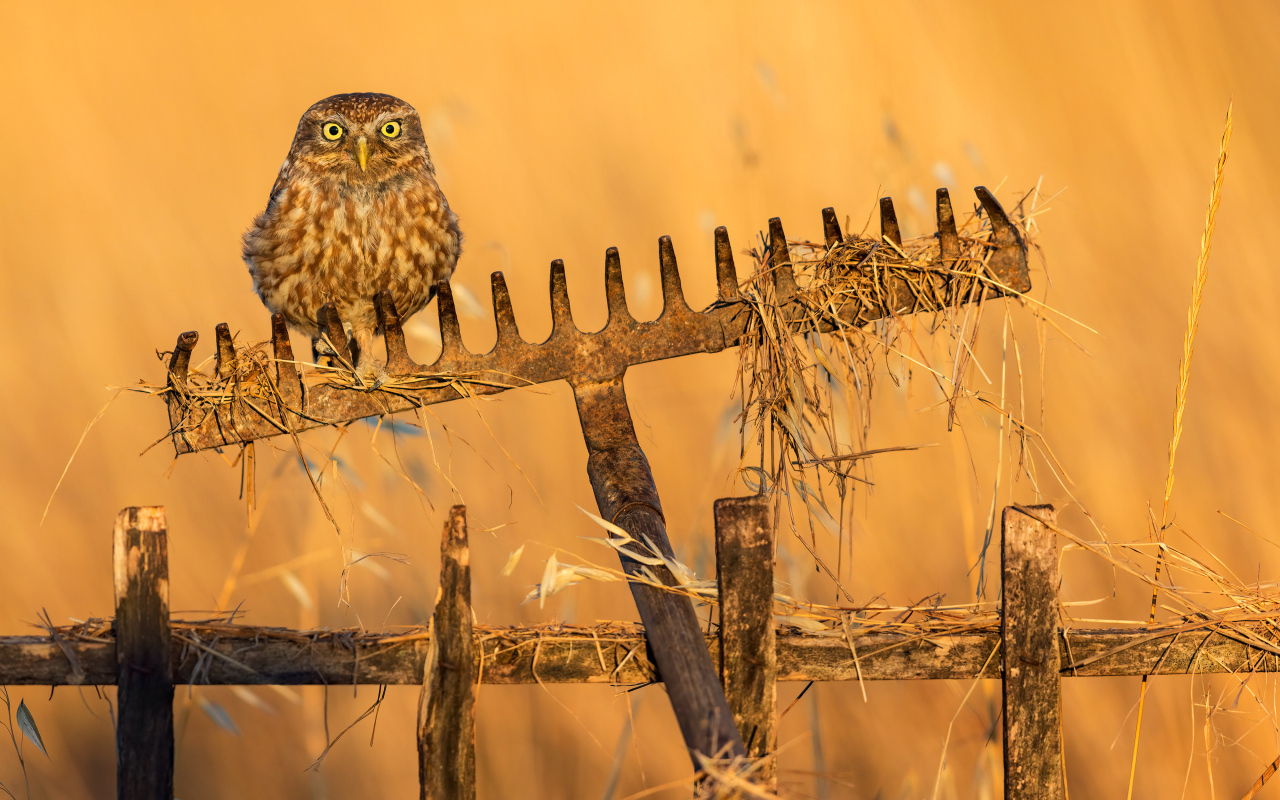 Сова сидит на граблях в лучах солнца