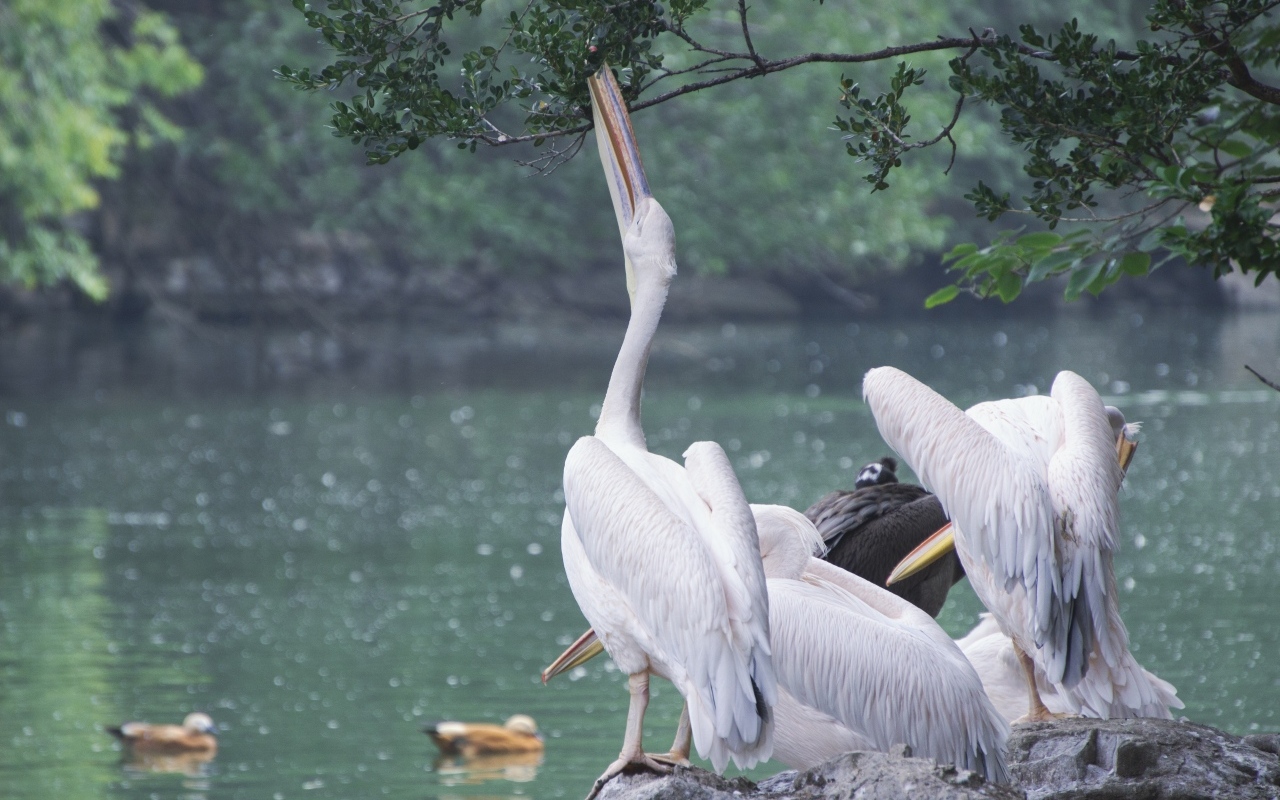 Пеликаны пьют воду сидя на камне