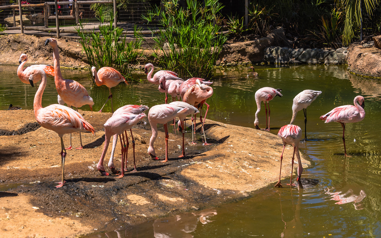 Розовые фламинго в зоопарке у пруда