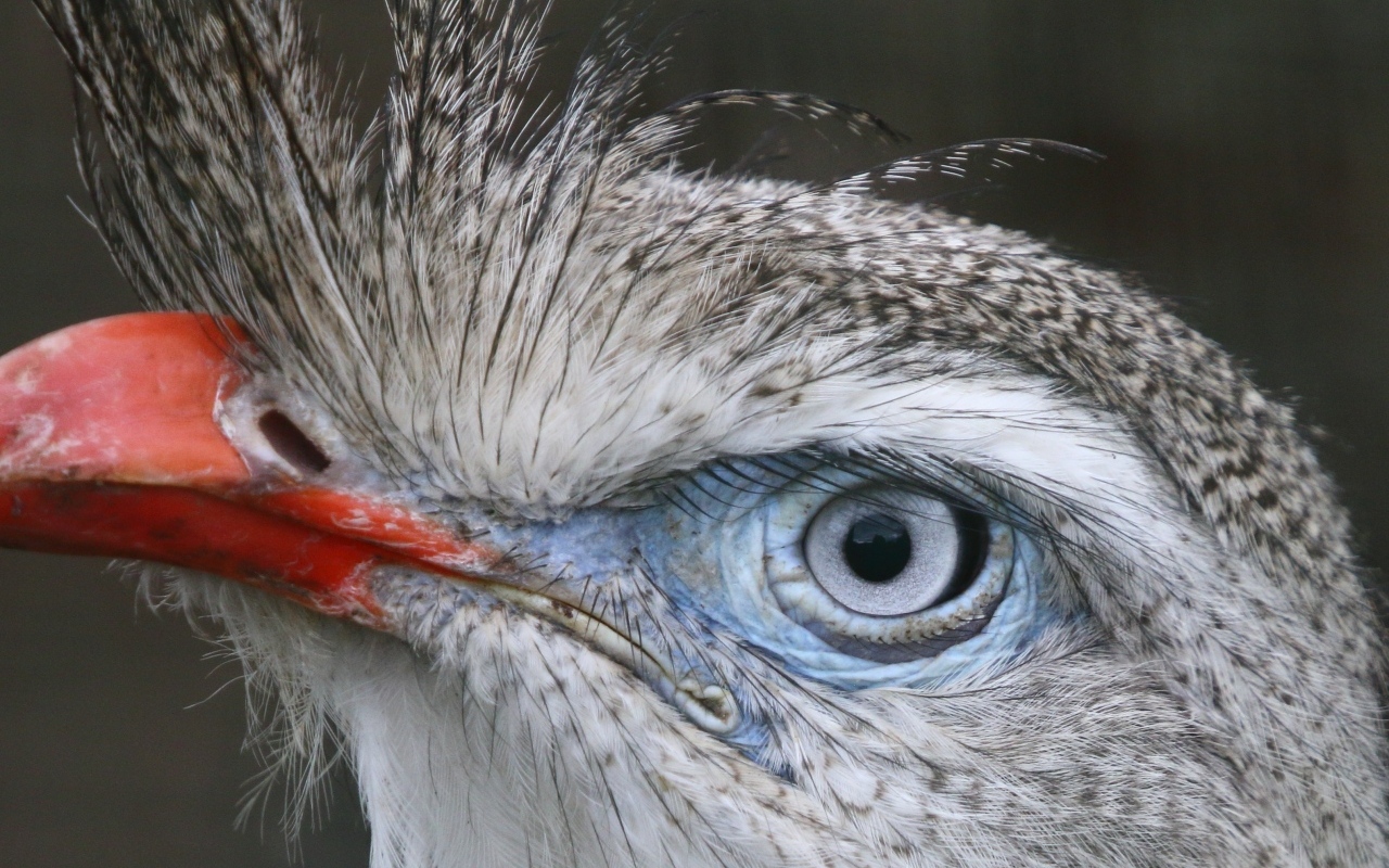 Хохлатая кариама с красным клювом