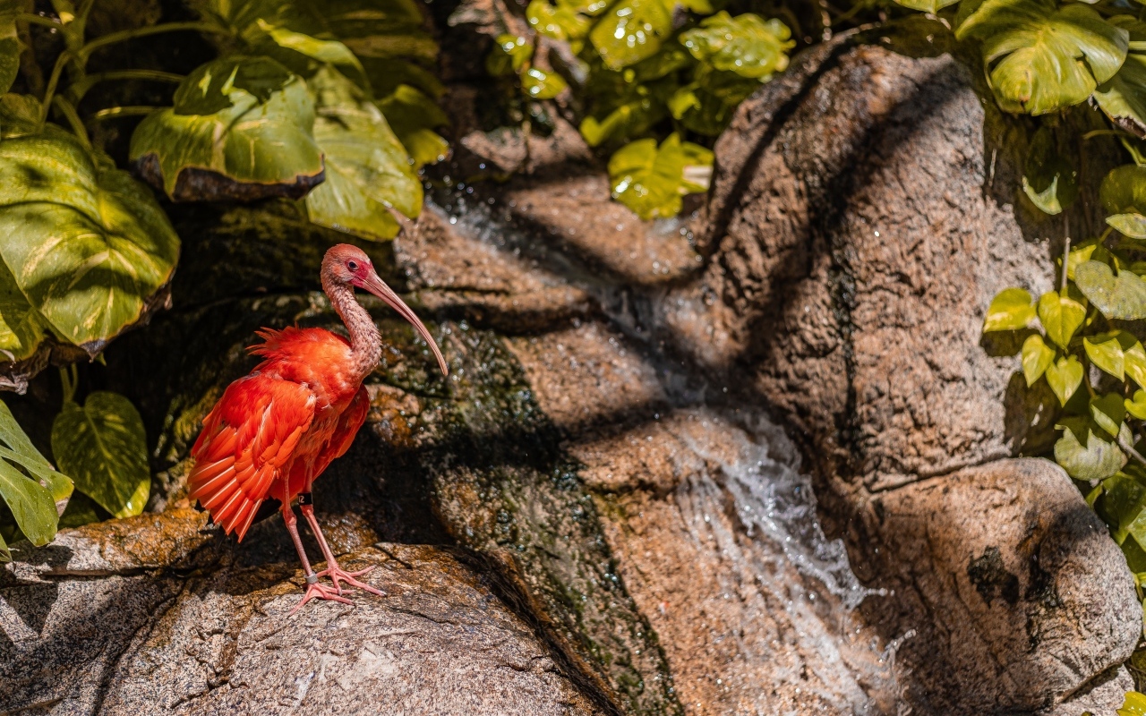 Красная птица ибис стоит на камне у водопада