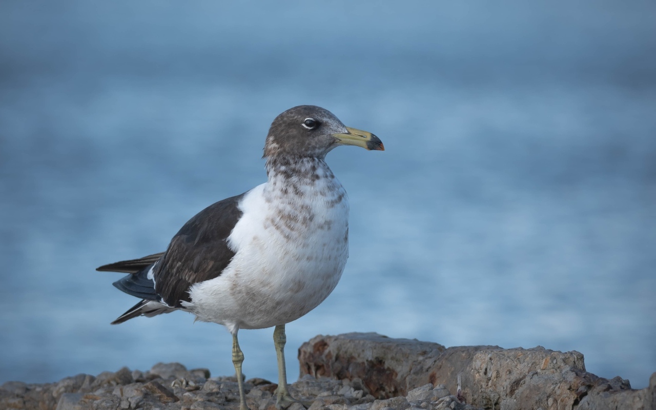 Чайка сидит на камне у моря