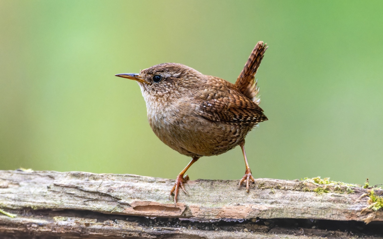 Маленькая птичка с острым коротким клювом