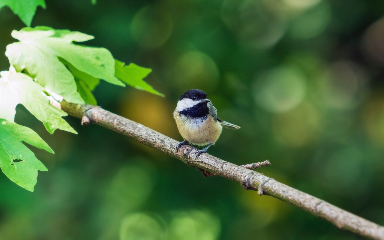 Воробей сидит на ветке дерева