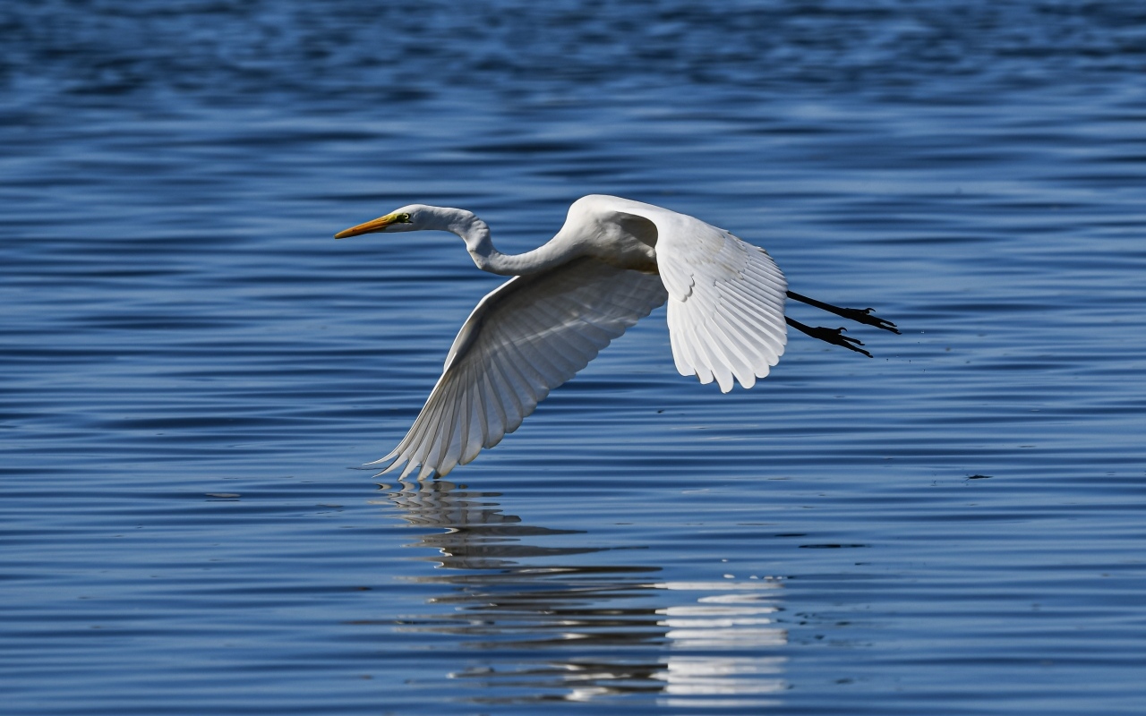 Белая цапля летит на водой