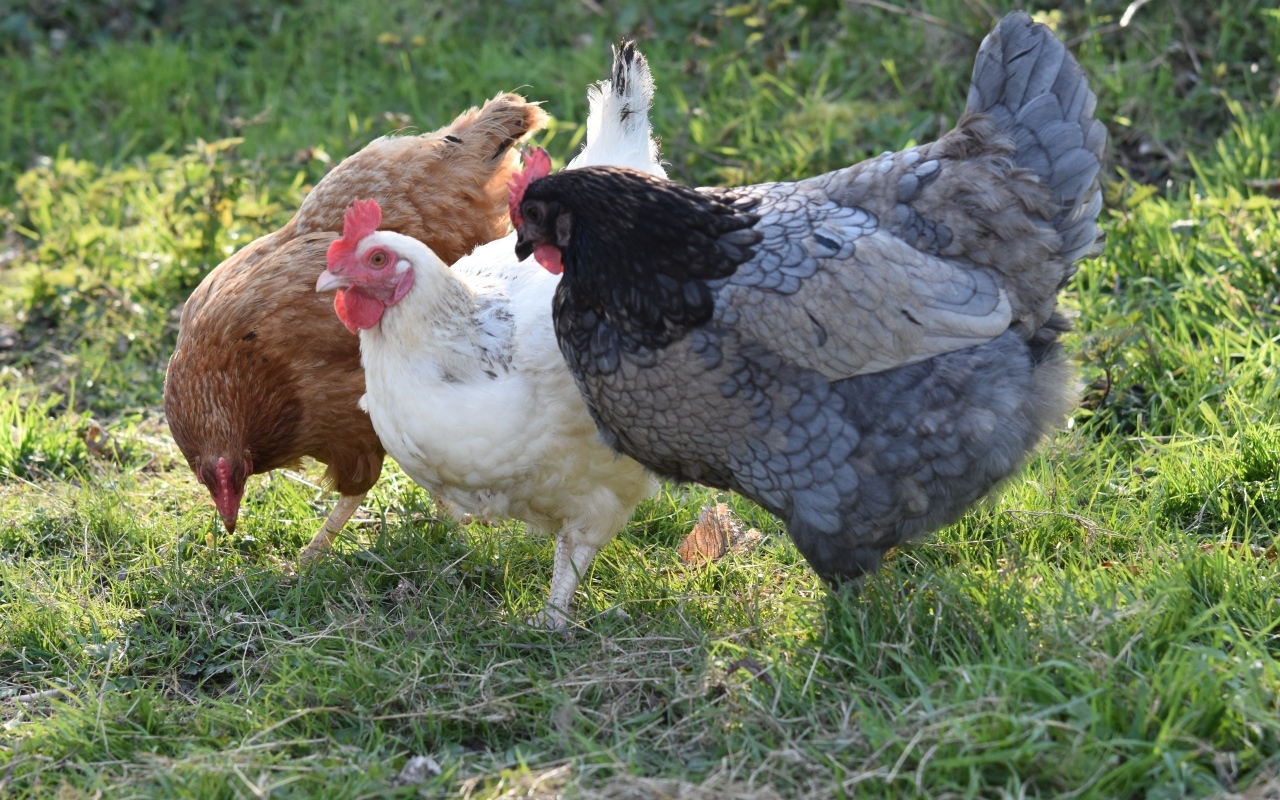 Три домашние курицы на траве