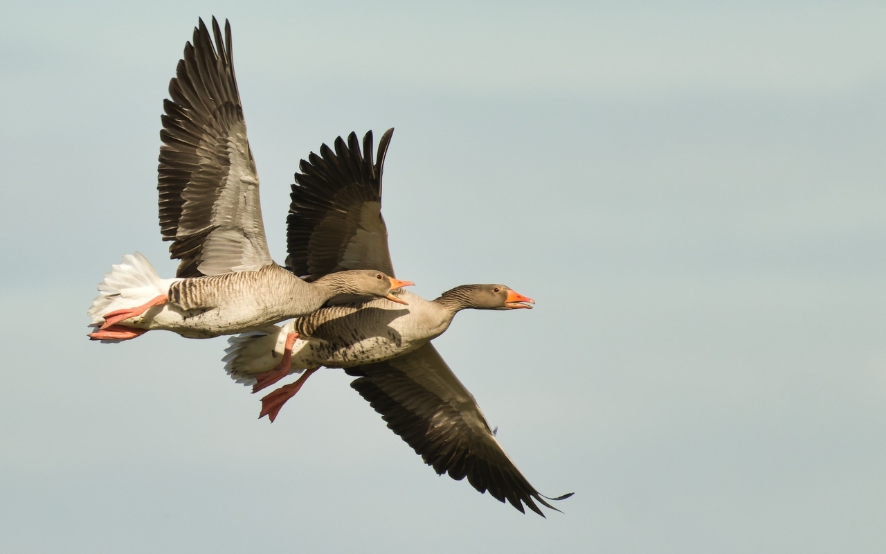 Два больших серых гуся летят в небе