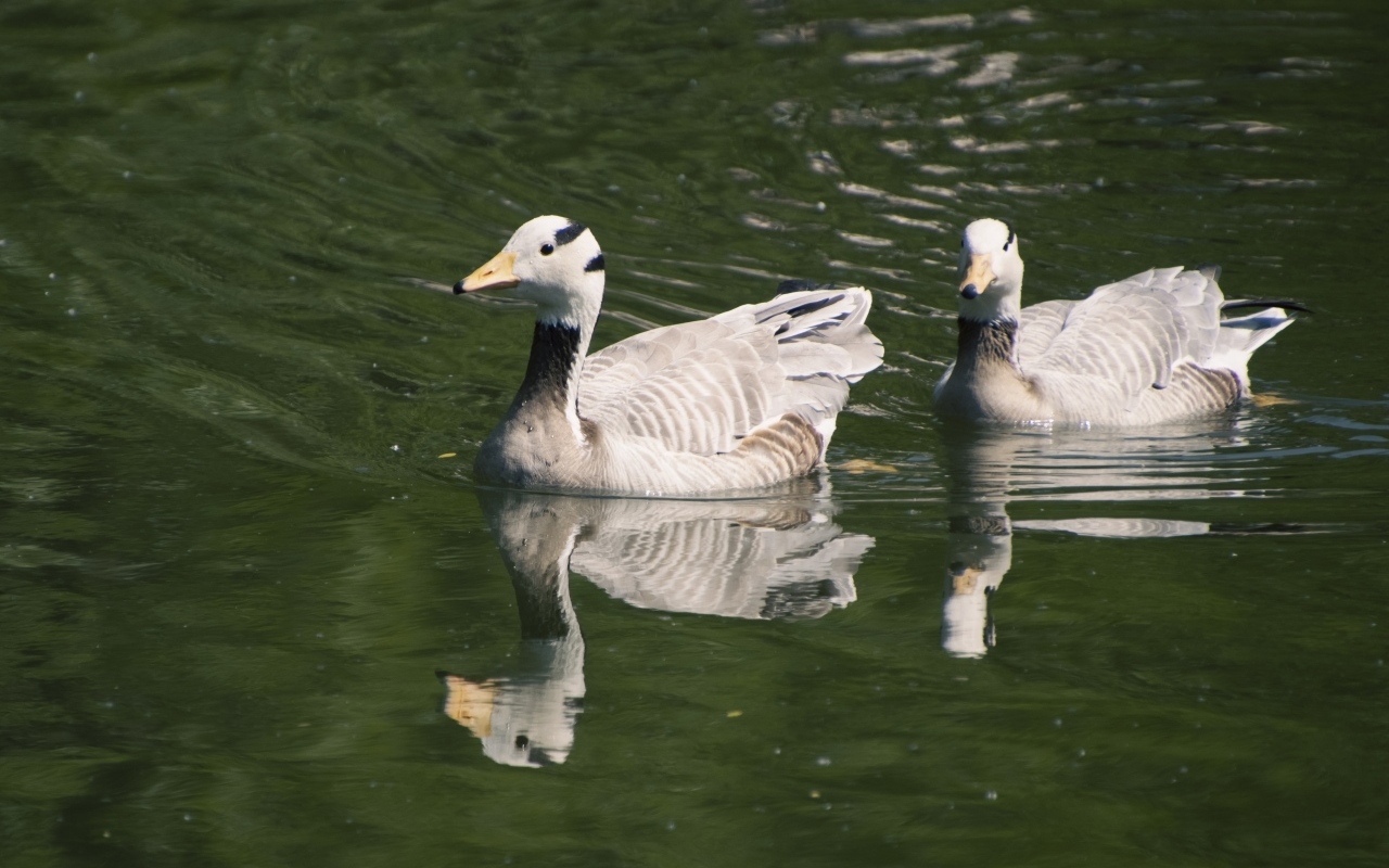 Два гуся плавают в воде