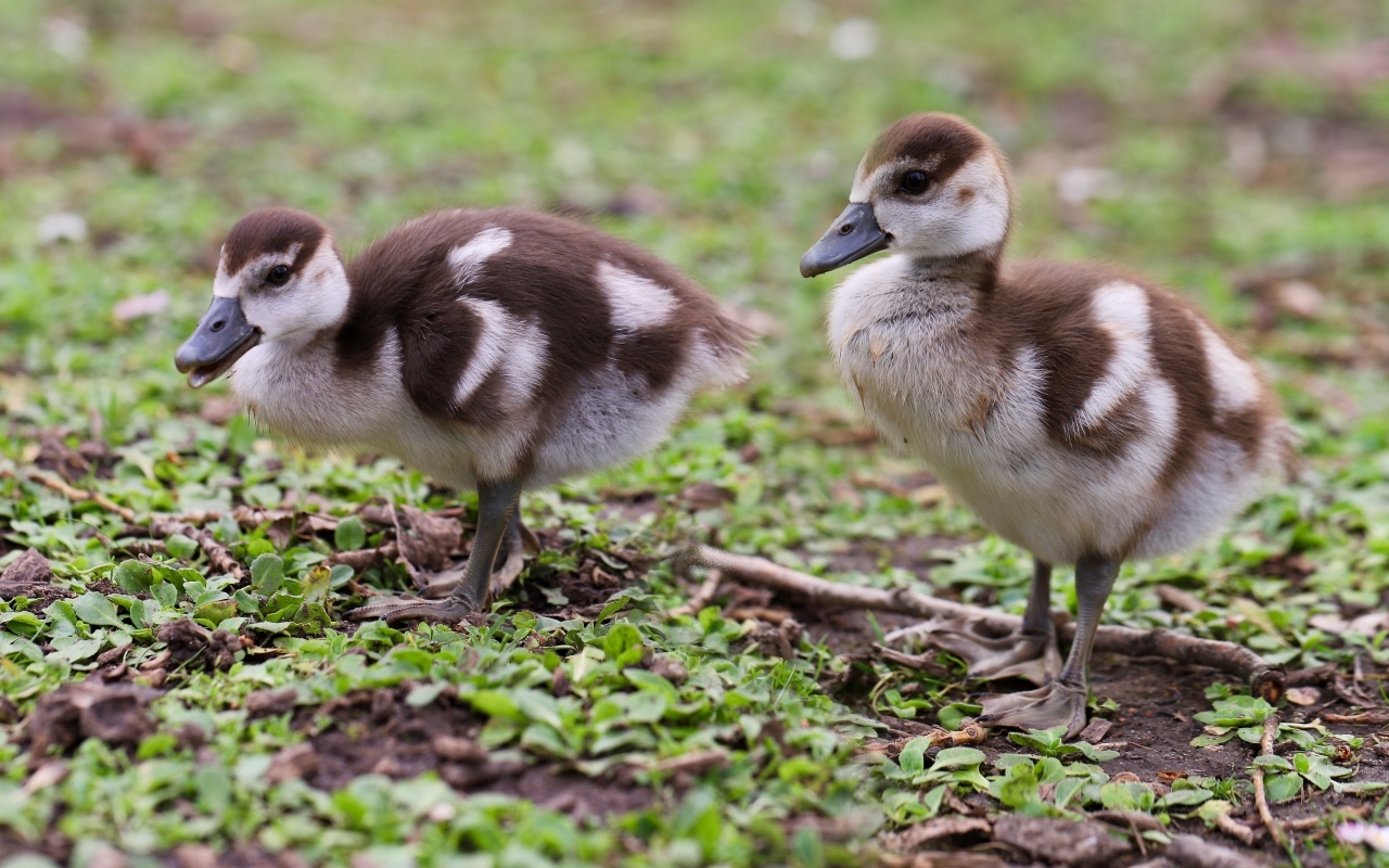 Два маленьких утенка на зеленой траве 