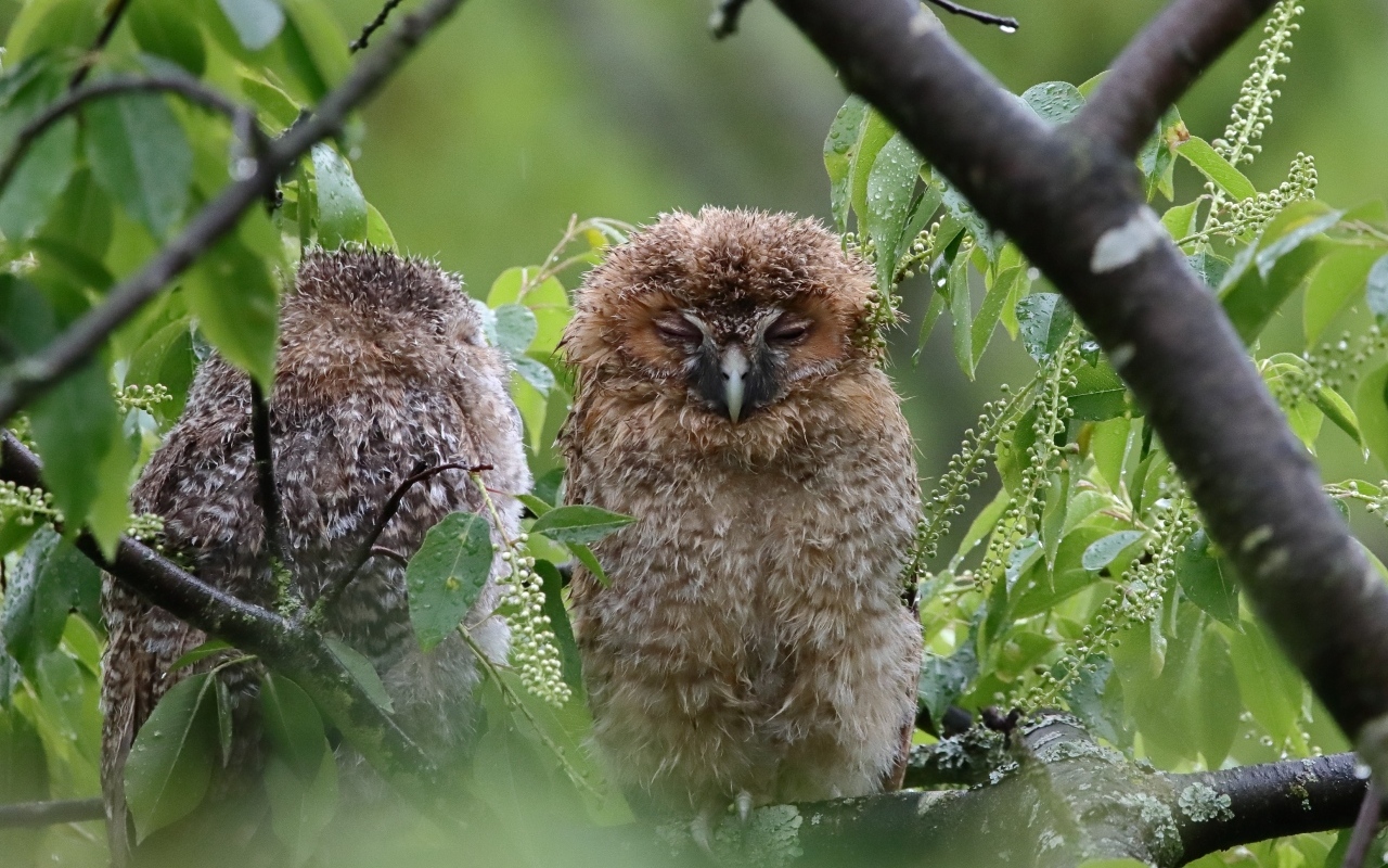 Две совы спят на ветке дерева