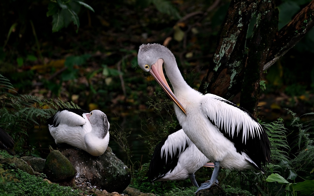 Два пеликана чистят перья