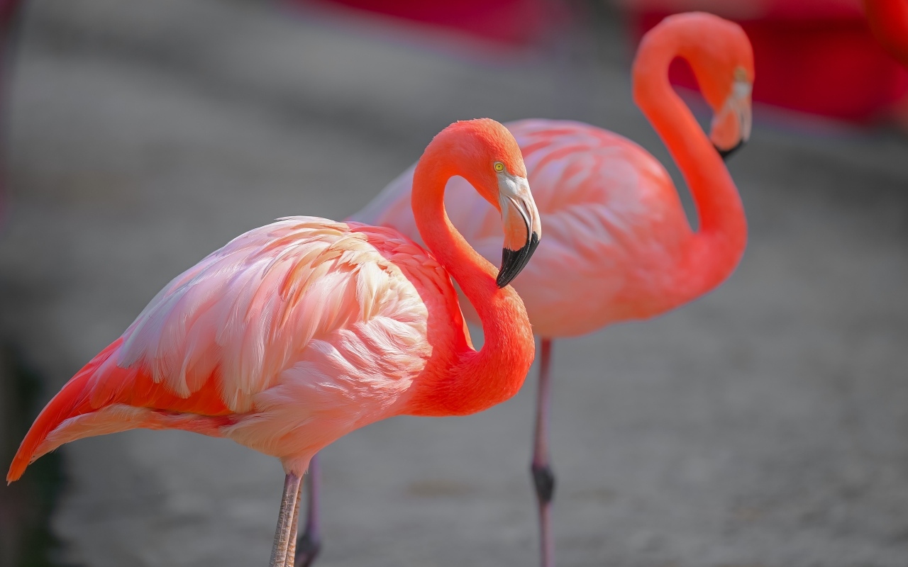 Два розовых фламинго крупным планом