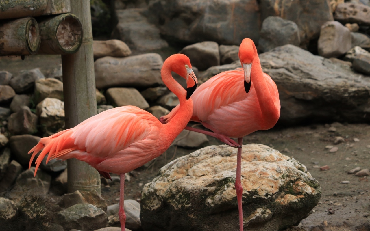Два розовых фламинго стоят у камней