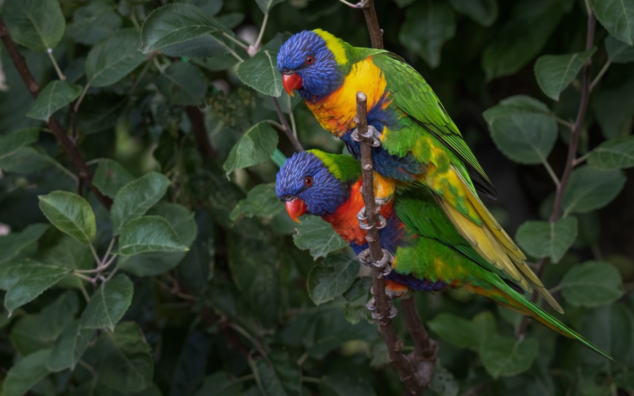 Два радужных лорикета на ветке дерева