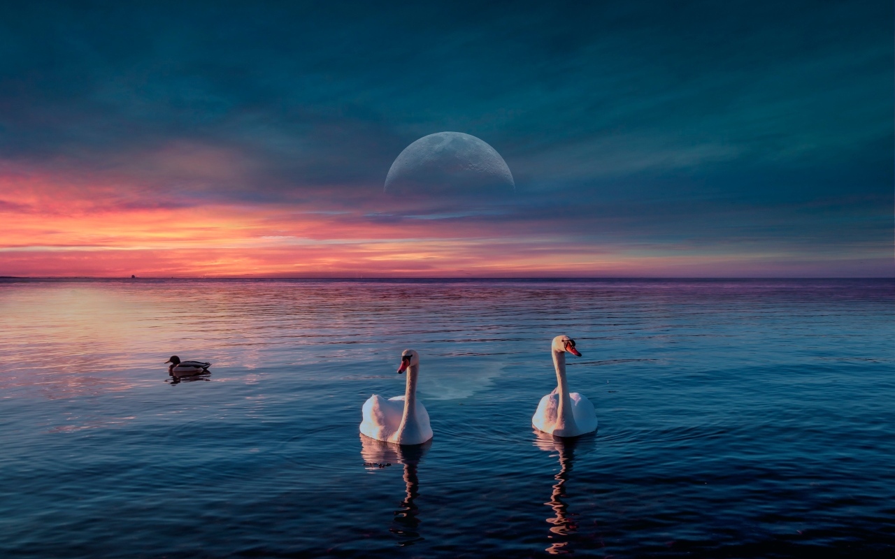 Два белых лебедя  на фоне красивого неба с луной 