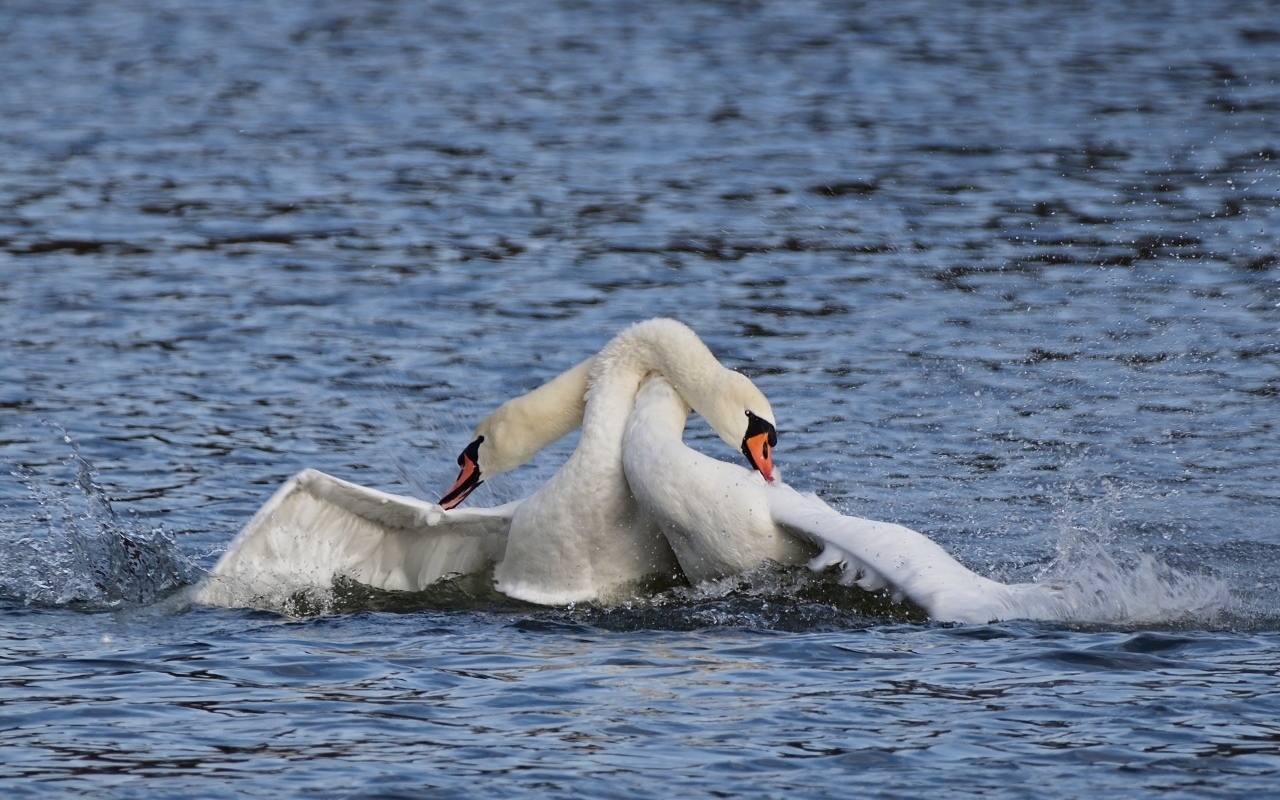 Два белых лебедя обнимаются в воде