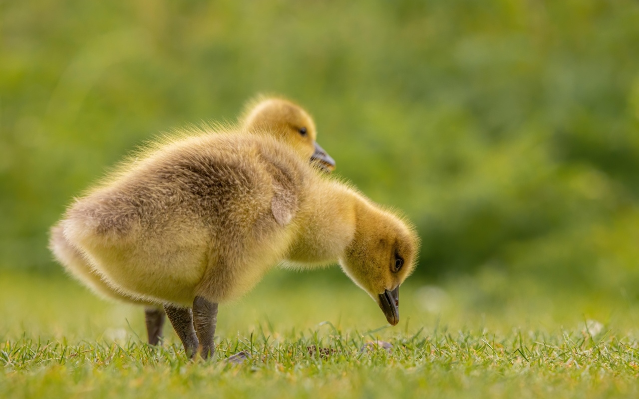 Два желтых гусенка на зеленой траве