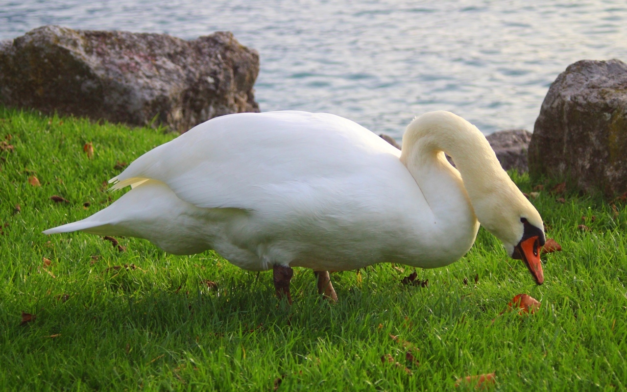 Белый лебедь на зеленой траве у воды