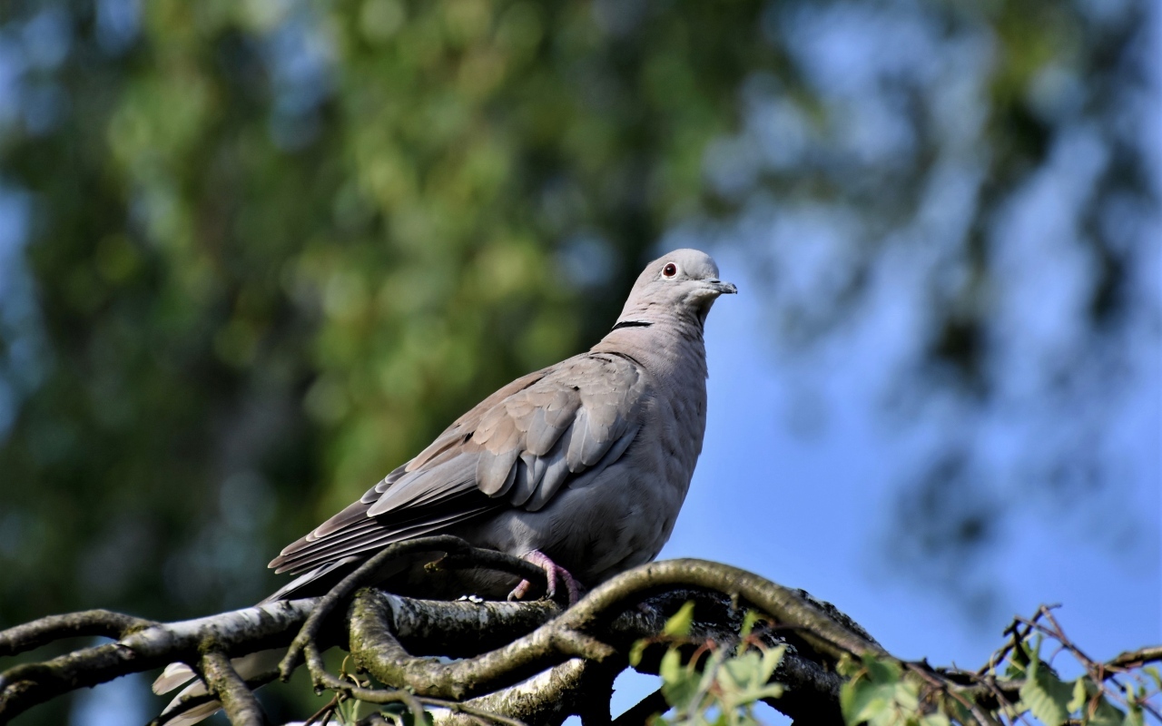 Дикий серый голубь сидит на ветке