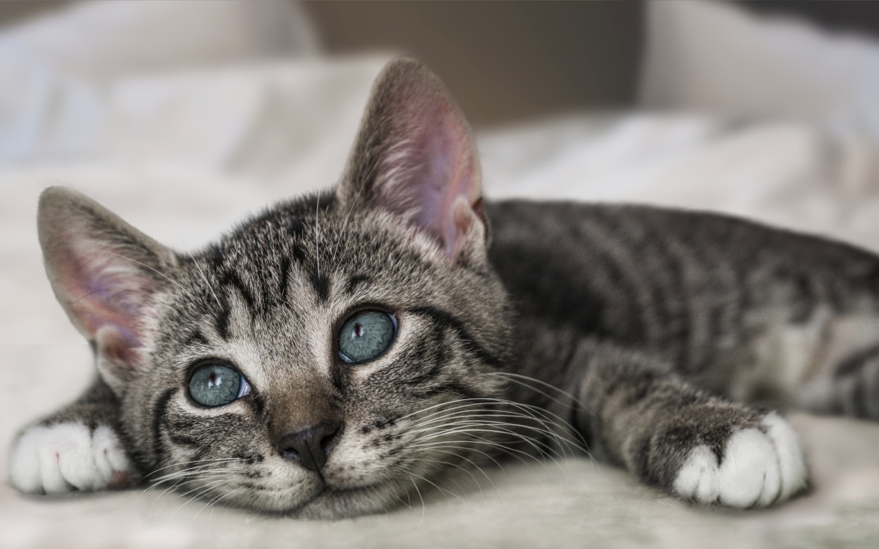 Красивый серый котенок лежит на кровати