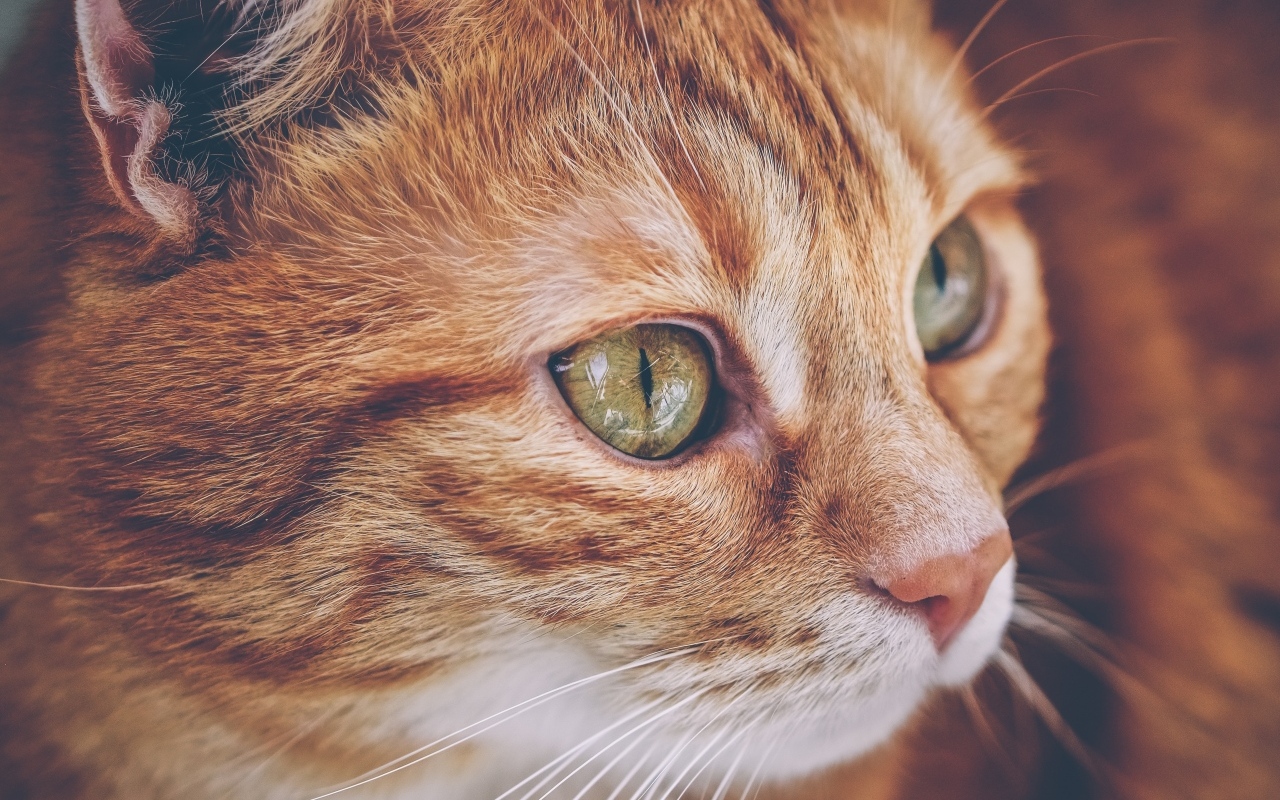 Красивый рыжий кот с большими зелеными глазами