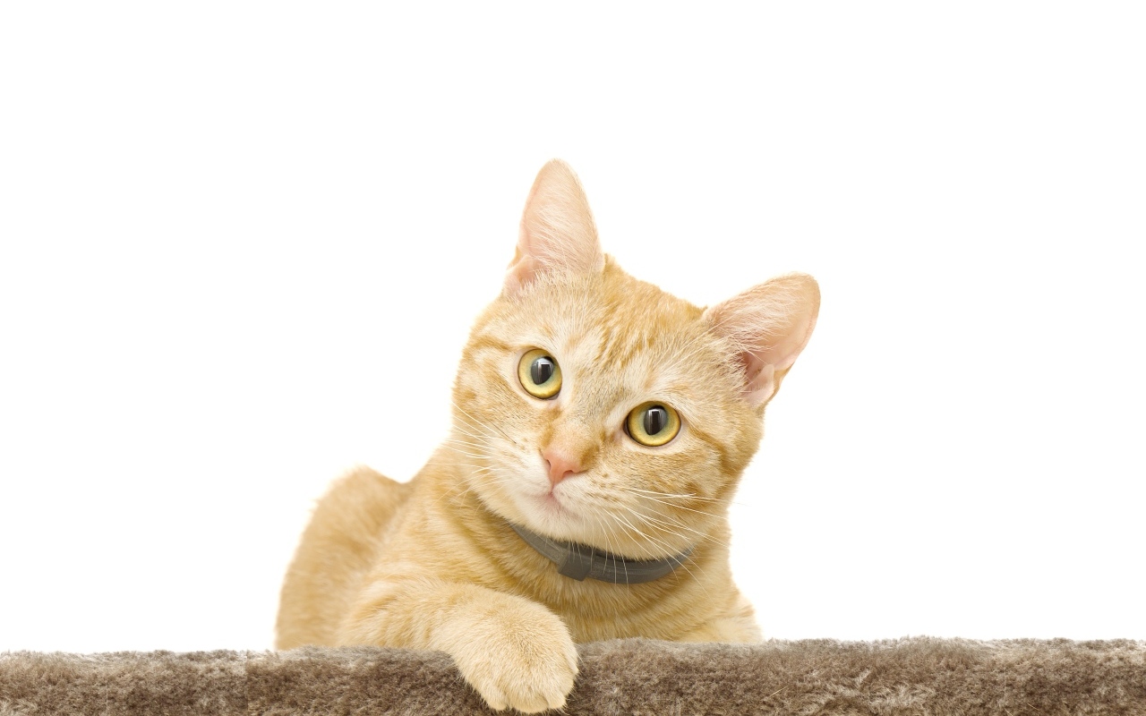 Большой рыжий кот на белом фоне